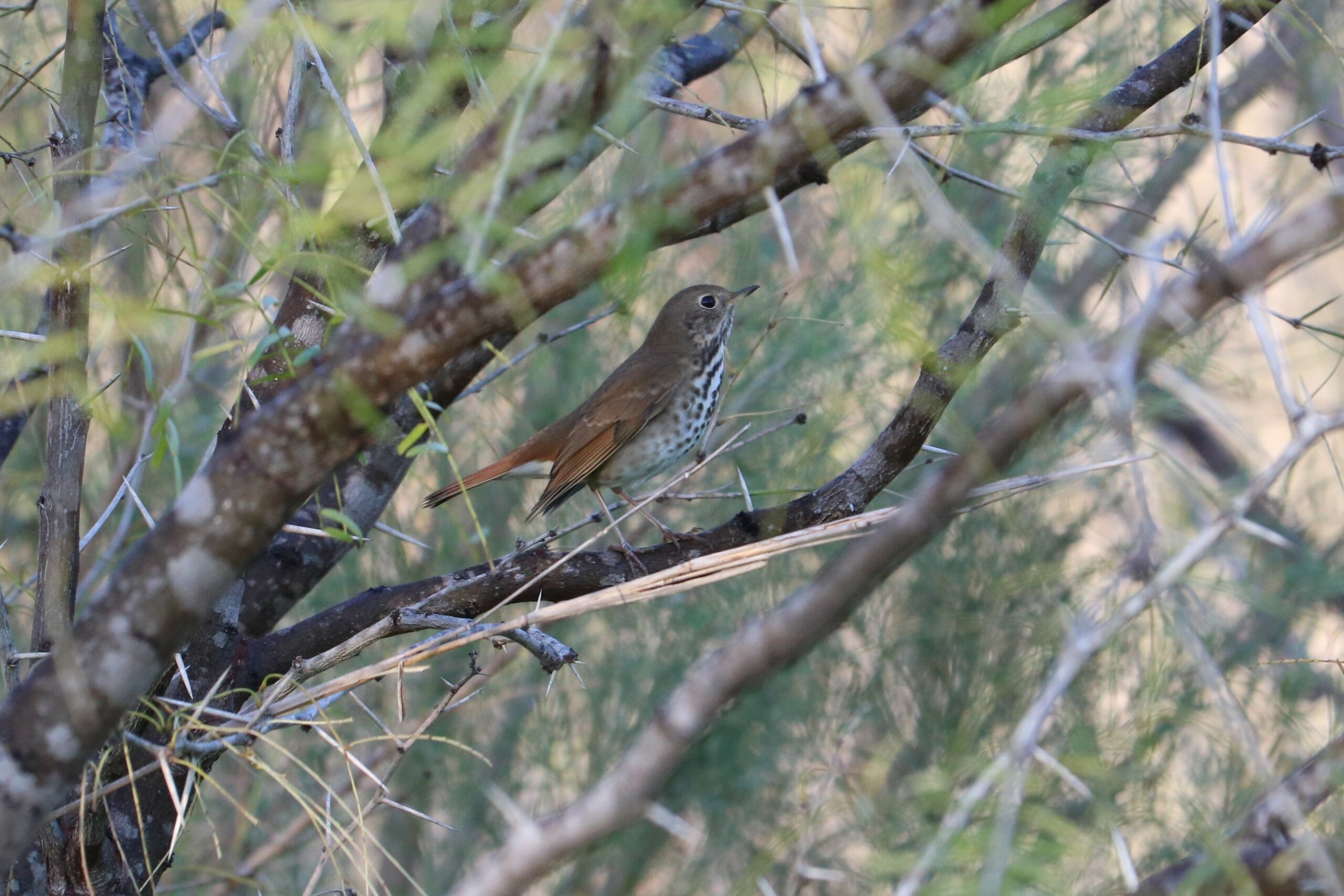 Hermit Thrush perched on a tree branch