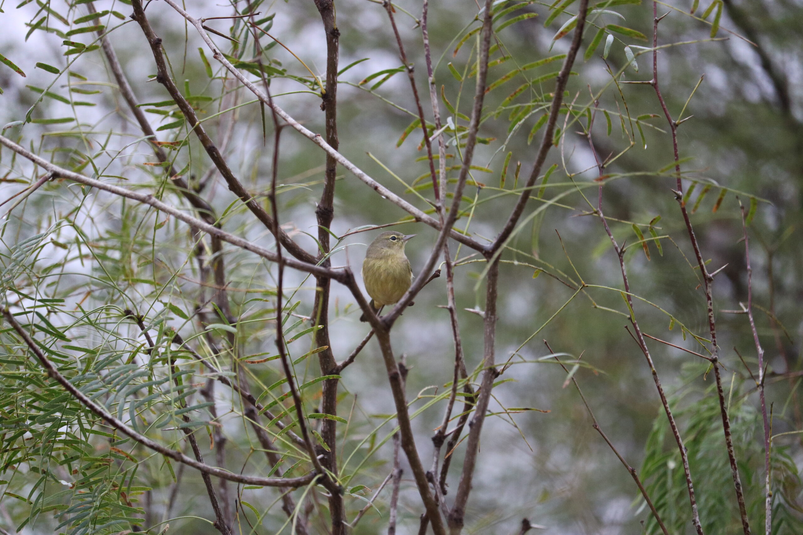 Orange Crowned Warbler in a bush