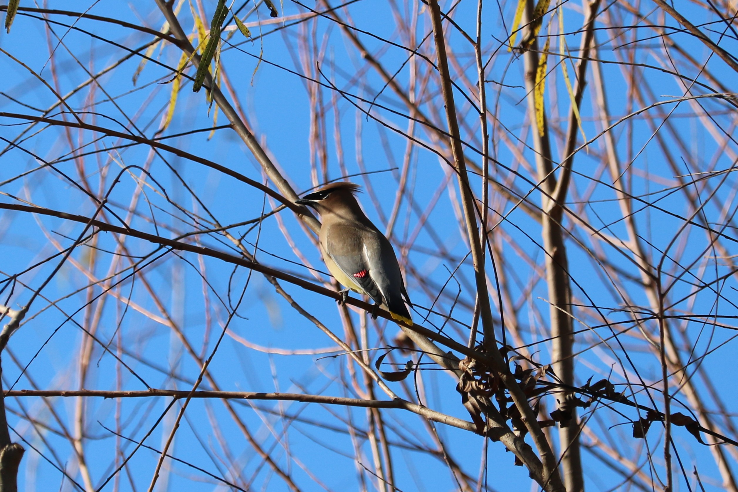 Cedar Waxwing perched high in a tree