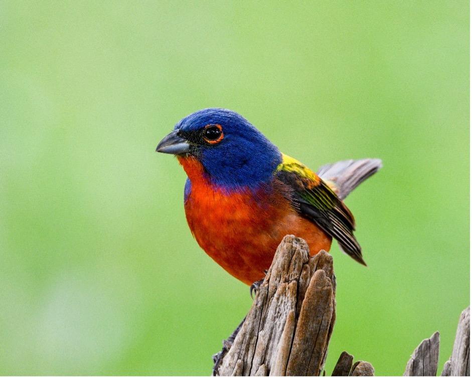 Painted Bunting