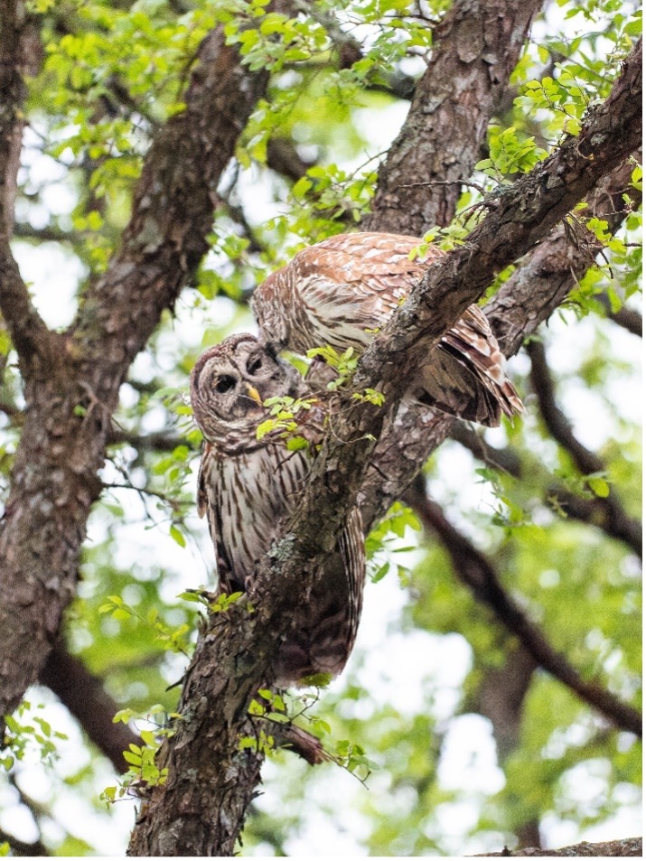 Barred Owls 