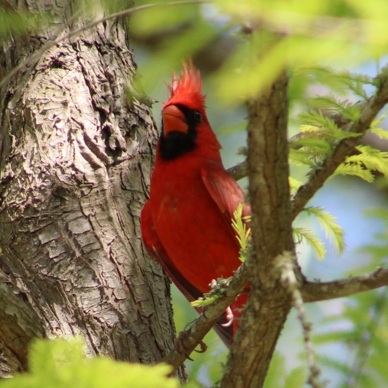 Northern Cardinal