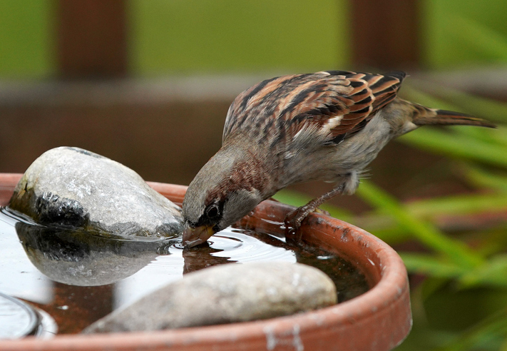 Male House Sparrow enjoys a drink