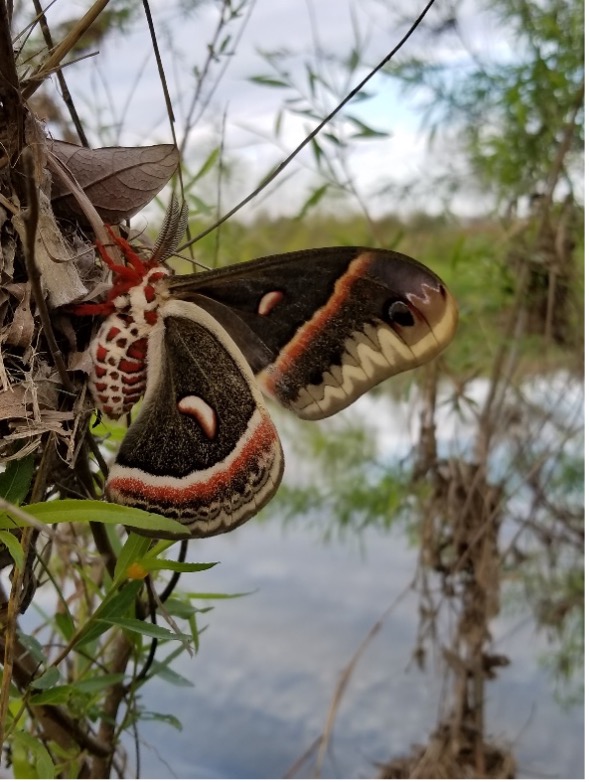 Large moth perched on a tree