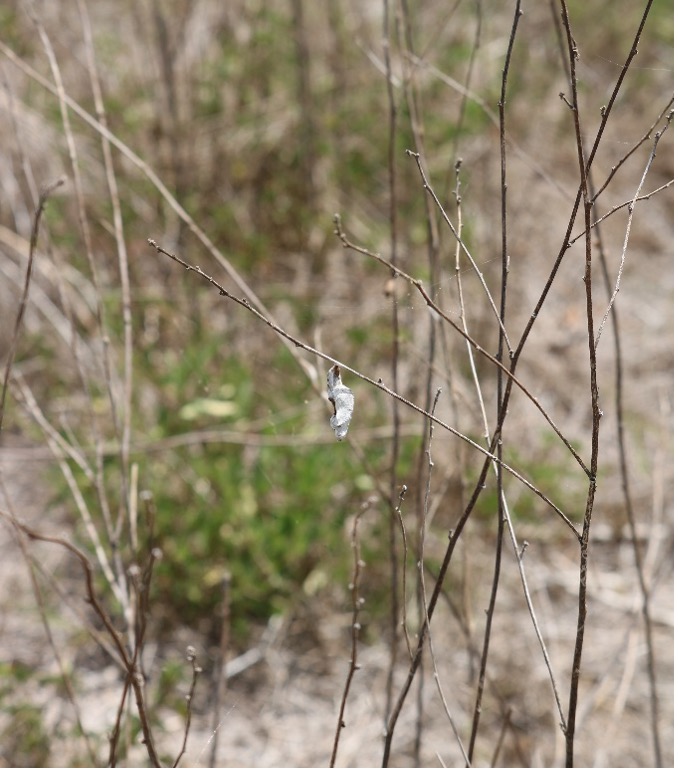 Can you find the hidden critter posing as a leaf?