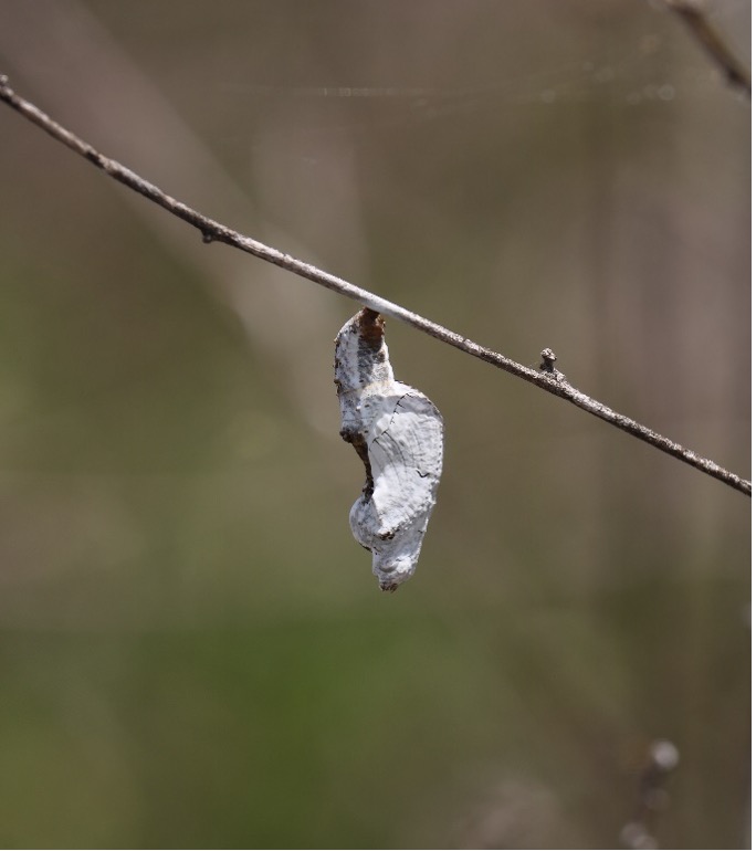 Critter disguises itself as a leaf