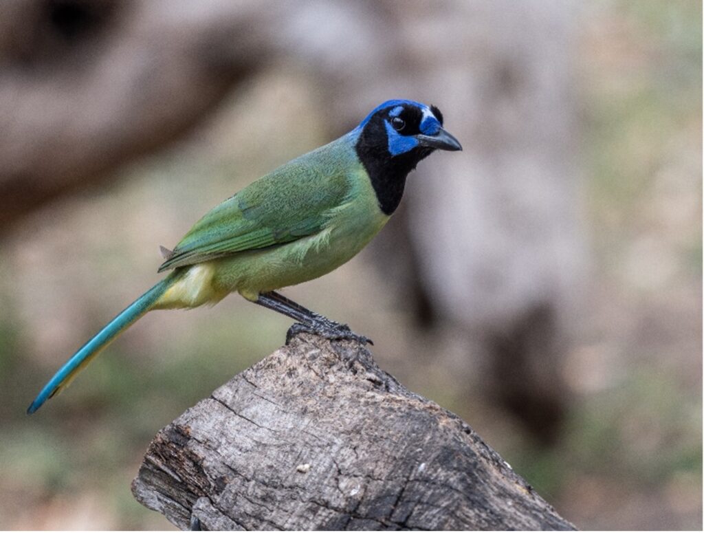 Greenjay