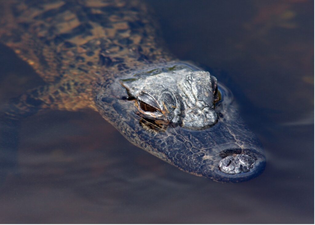 Alligator peering above the water