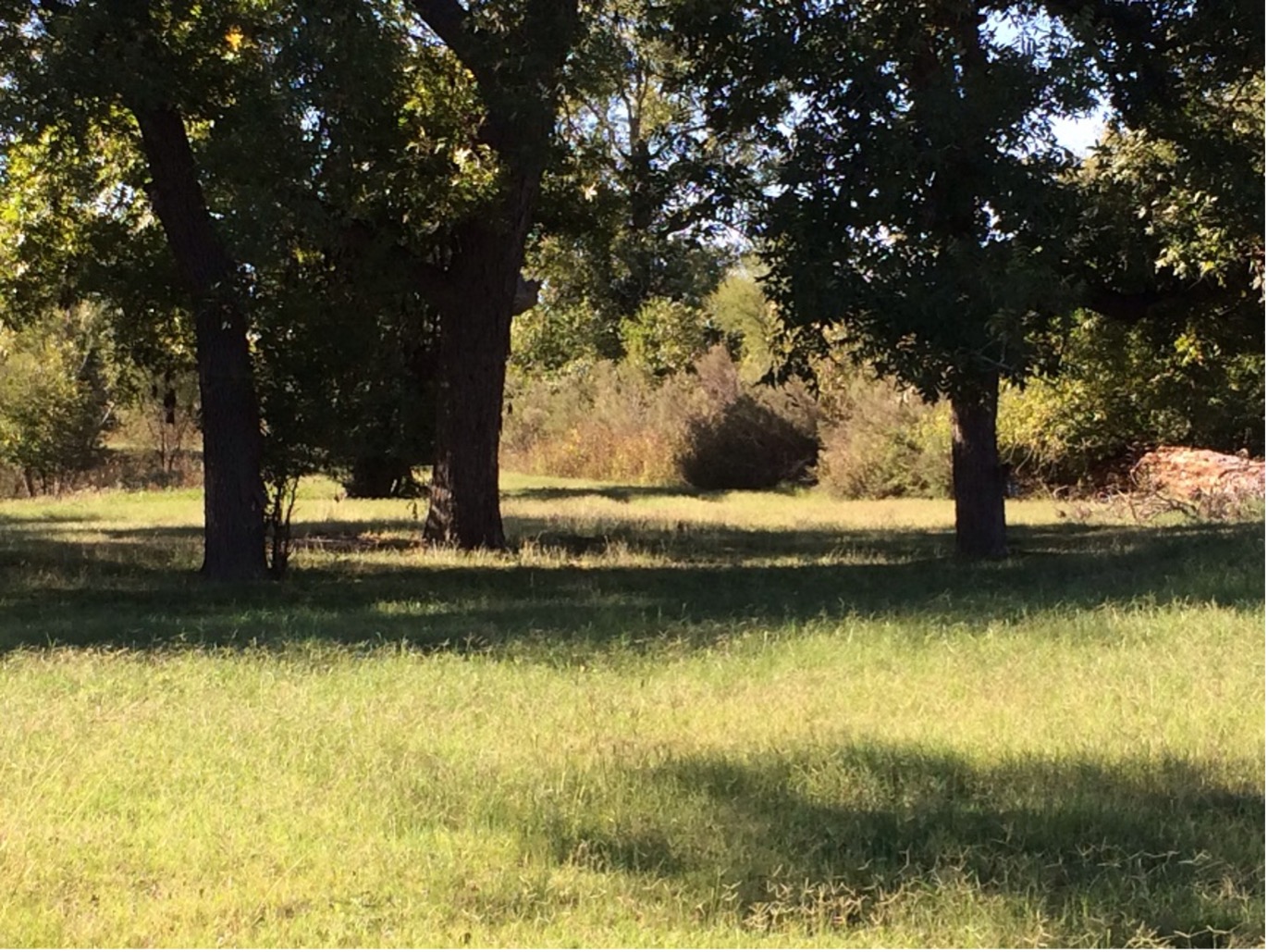 Riparian woodlands at soon-to-be Mann’s Crossing Bicycle Park.