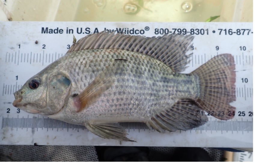 Tilapia caught from the San Antonio River