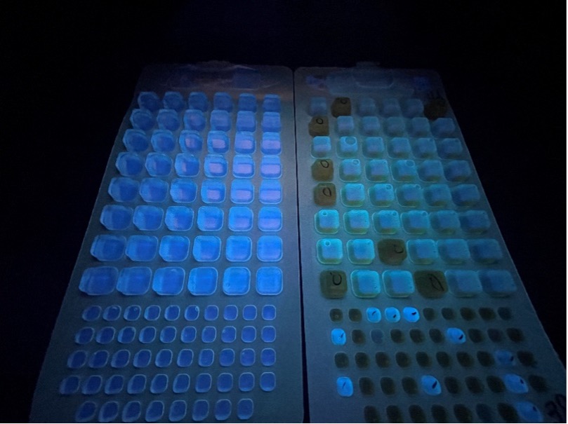 E. coli sample tray