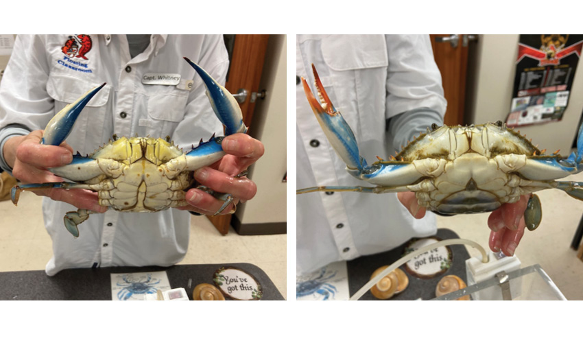 Blue crab underside shown by scientists