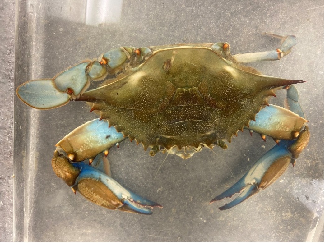 Blue crab