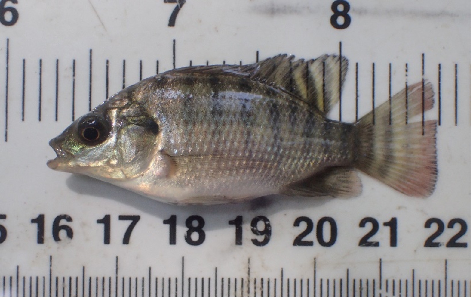 Blue Tilapia measured against ruler