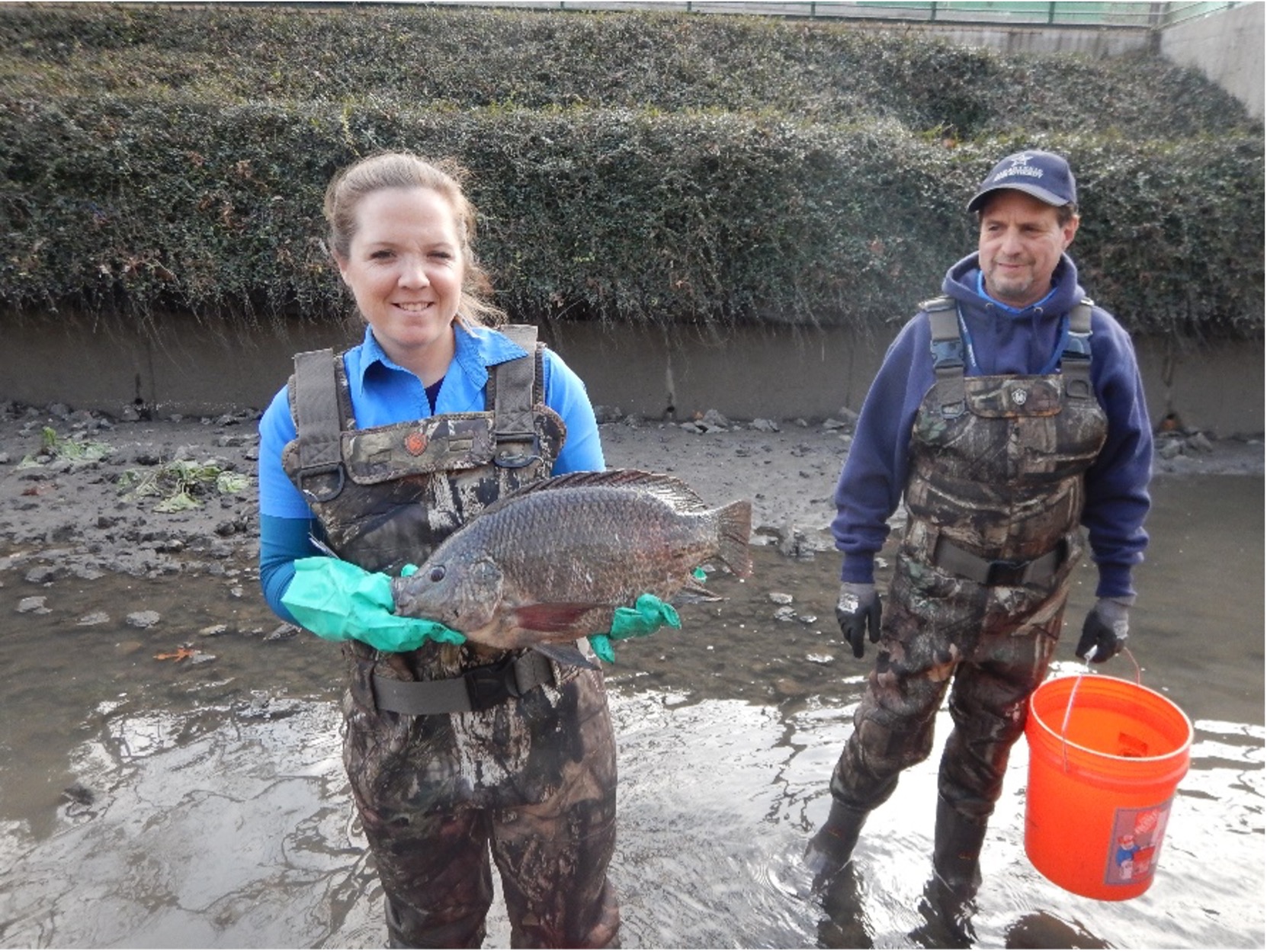 River Authority Staff with a larger Blue Tilapia