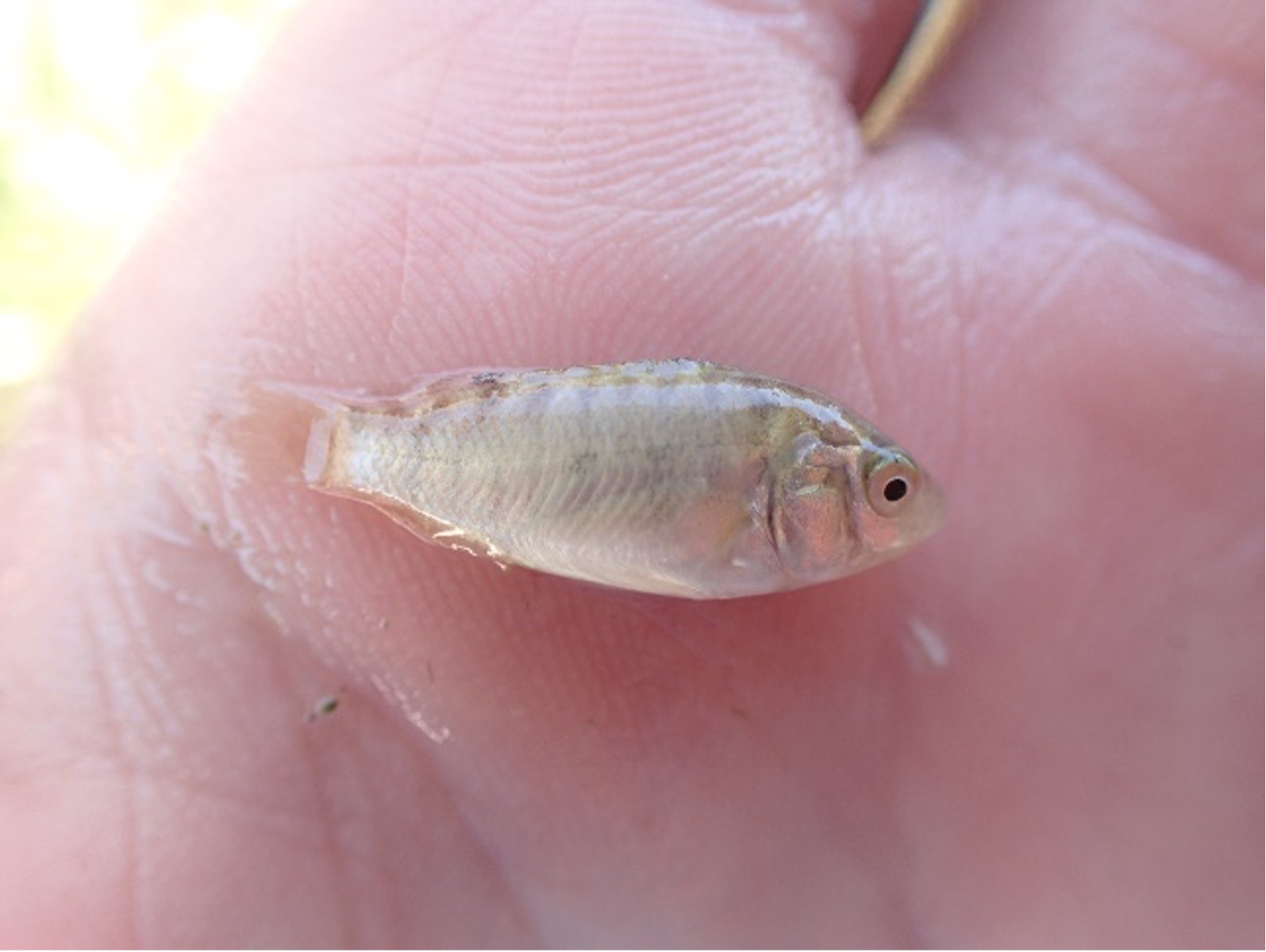 juvenile blue tilapia