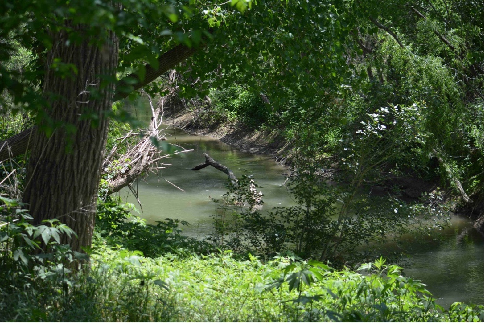 Fallen tree debris in the San Antonio River
