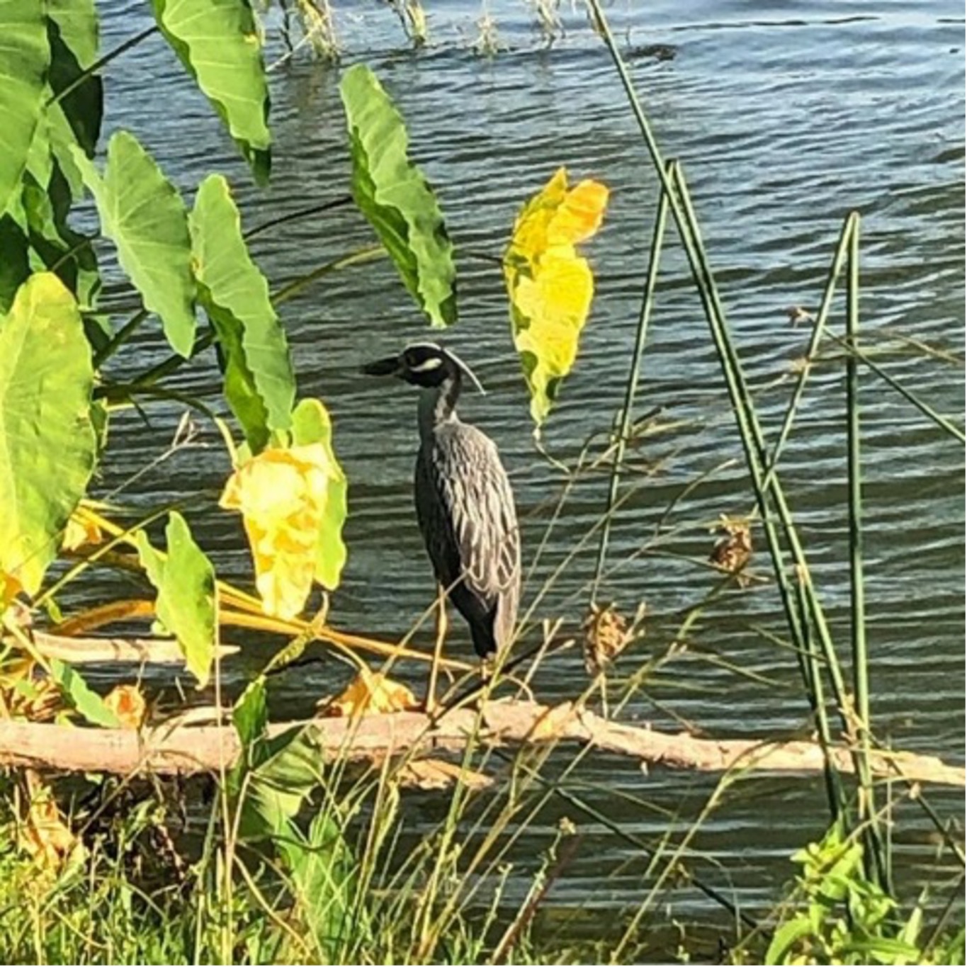 Night Heron perched on a branch near San Pedro Creek Culture Park