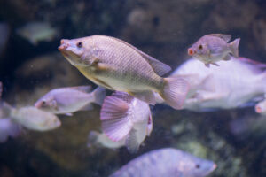 Blue Tilapia swimming