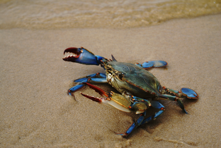 Blue crab along the sand