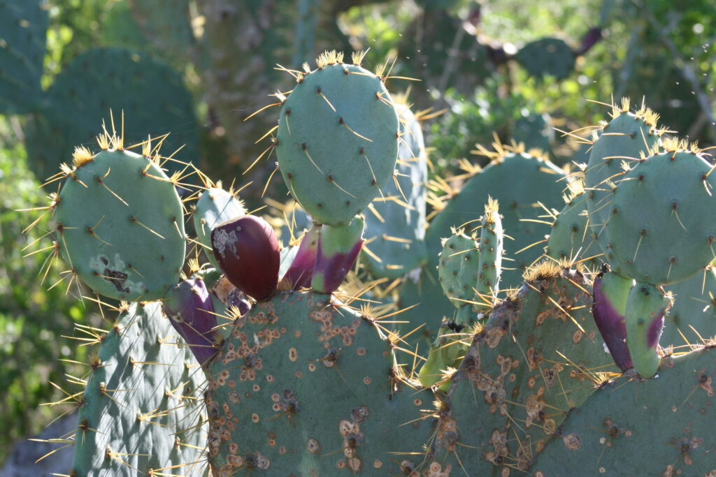 Prickly Pear Cactus