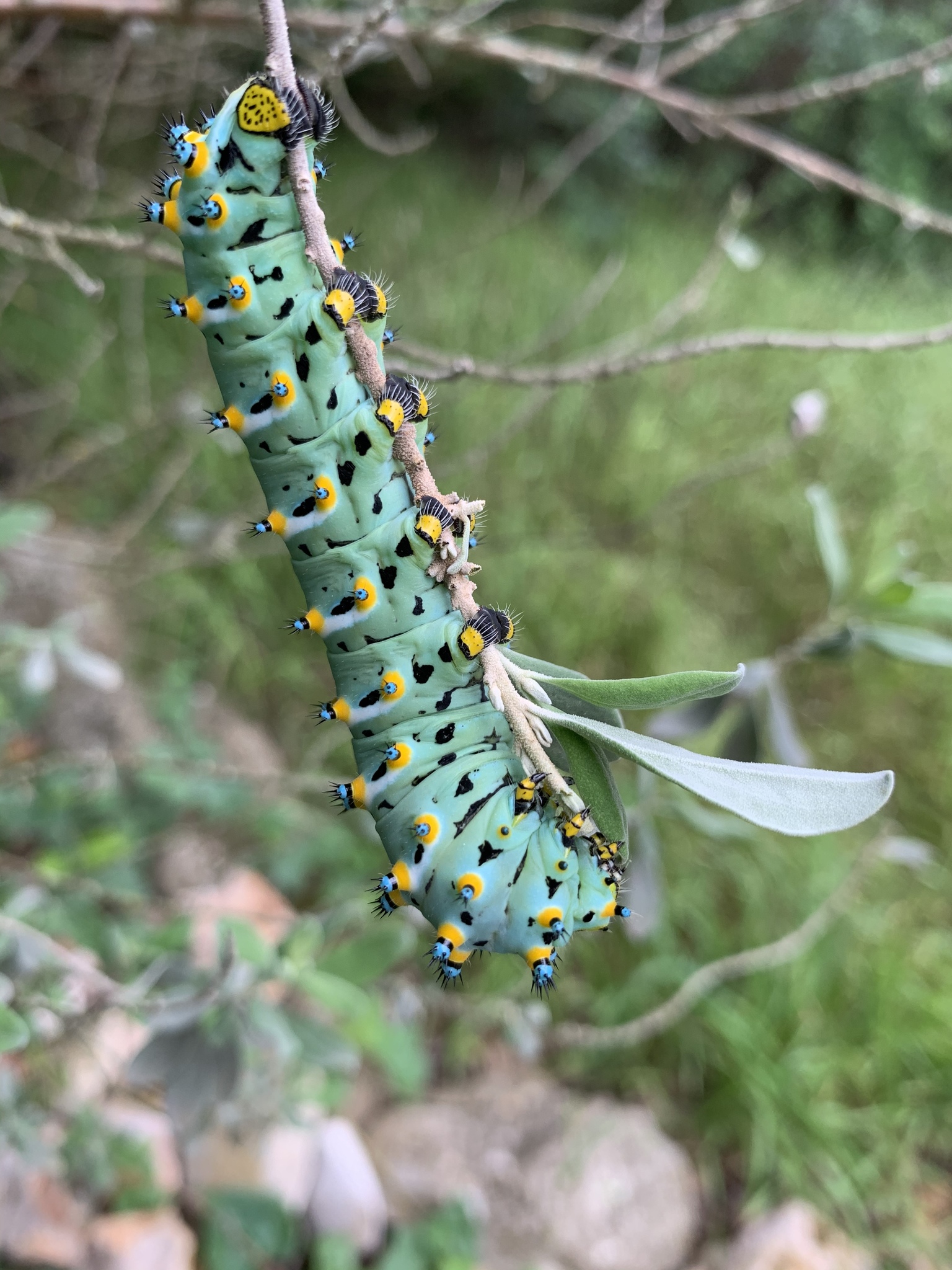 A caterpillar hangs on a tree branch