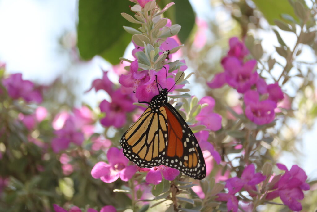 Monarch perched on Texas Purple Sage