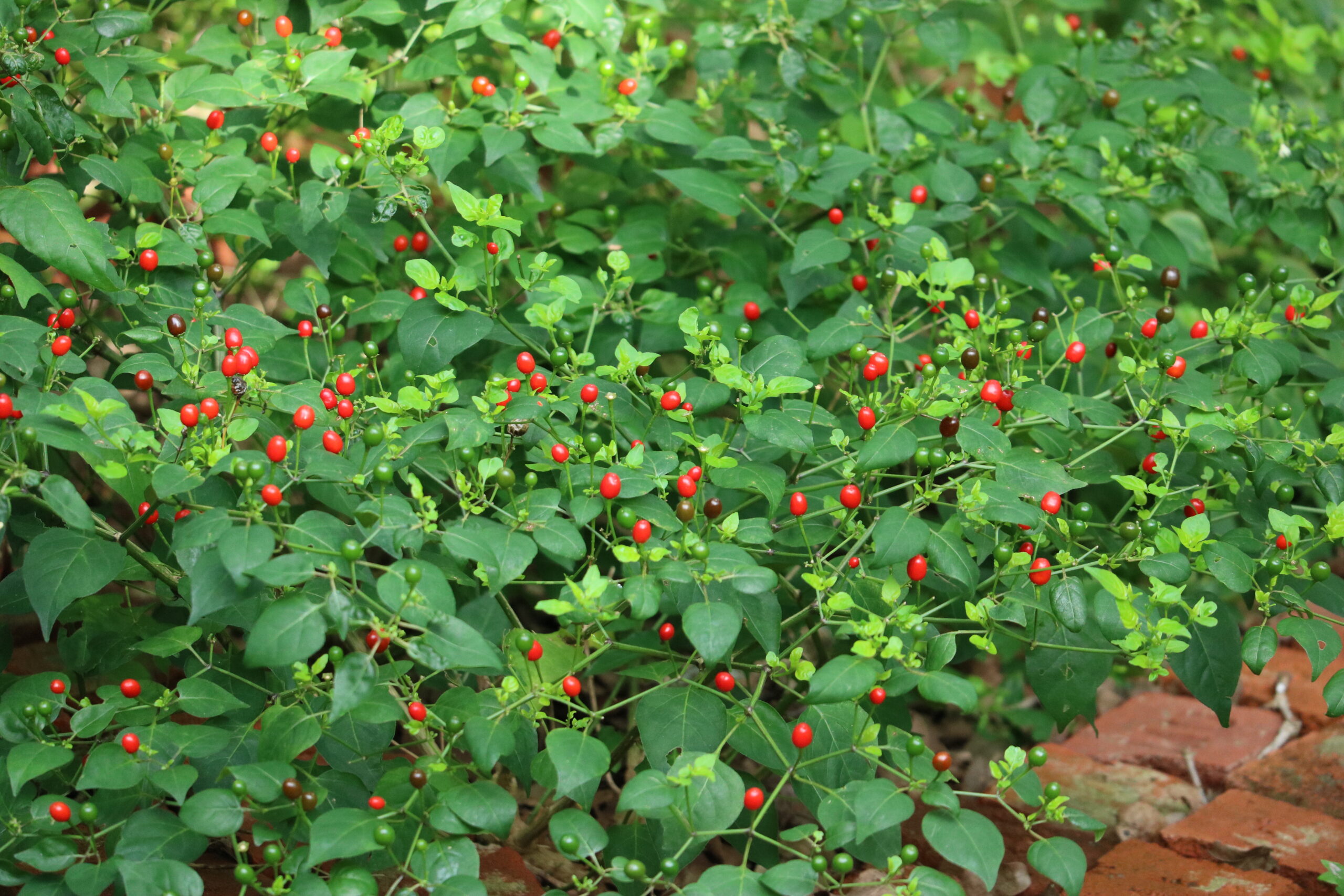 Chile Pequin Plant