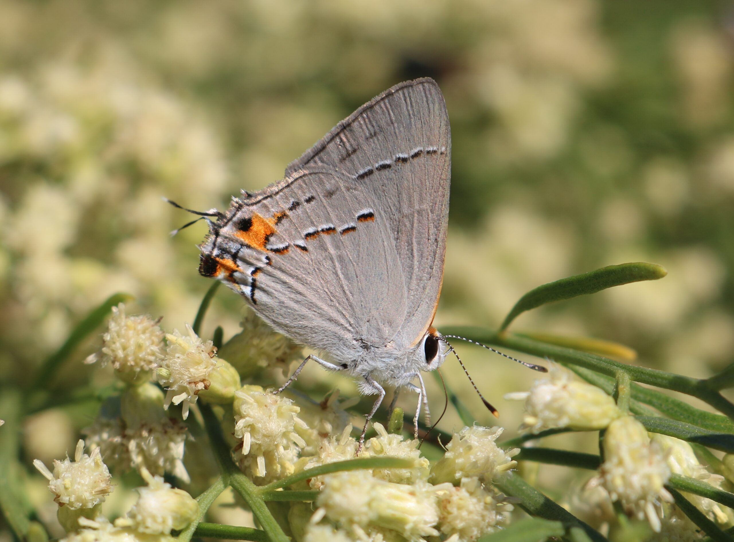 Gray Hairstreak butterfly perched on flower