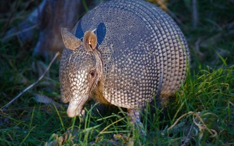 Nine-banded armadillo captured at night foraging in the grass.