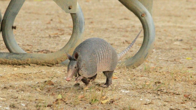 Armadillo running through a dirt field.