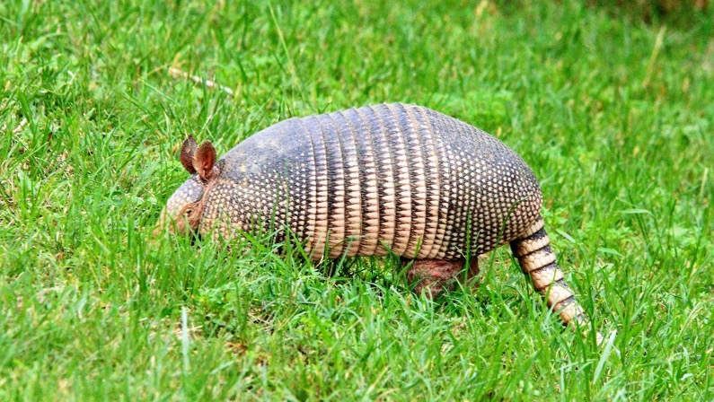 Armadillo among green grass.