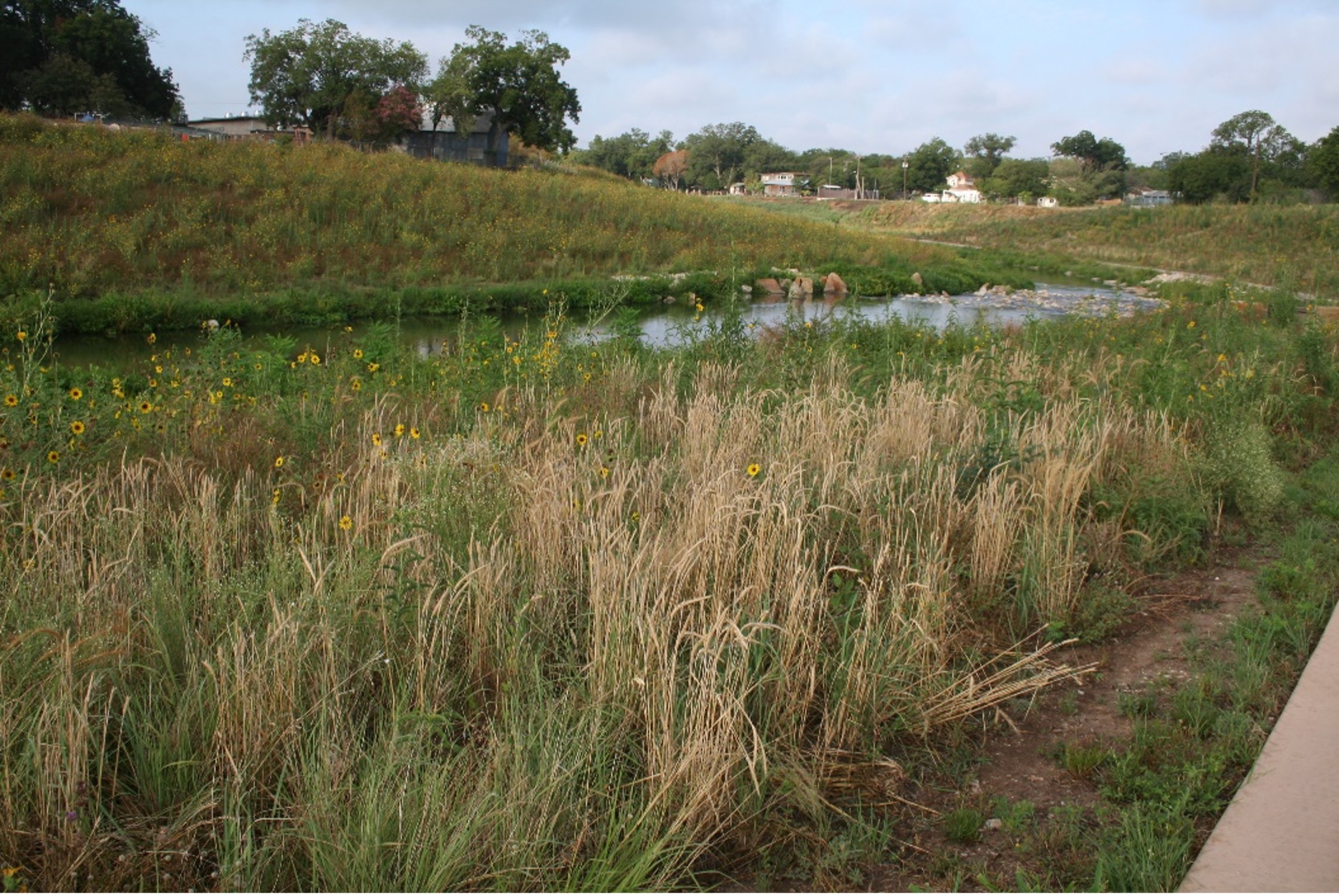 Mission Reach filled with grasslands and greenery along the San Antonio River