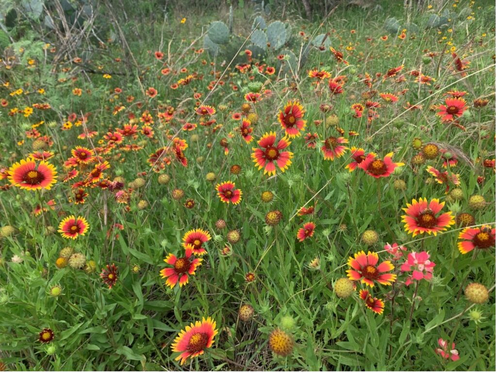 Indian blanket aka firewheel wildflower