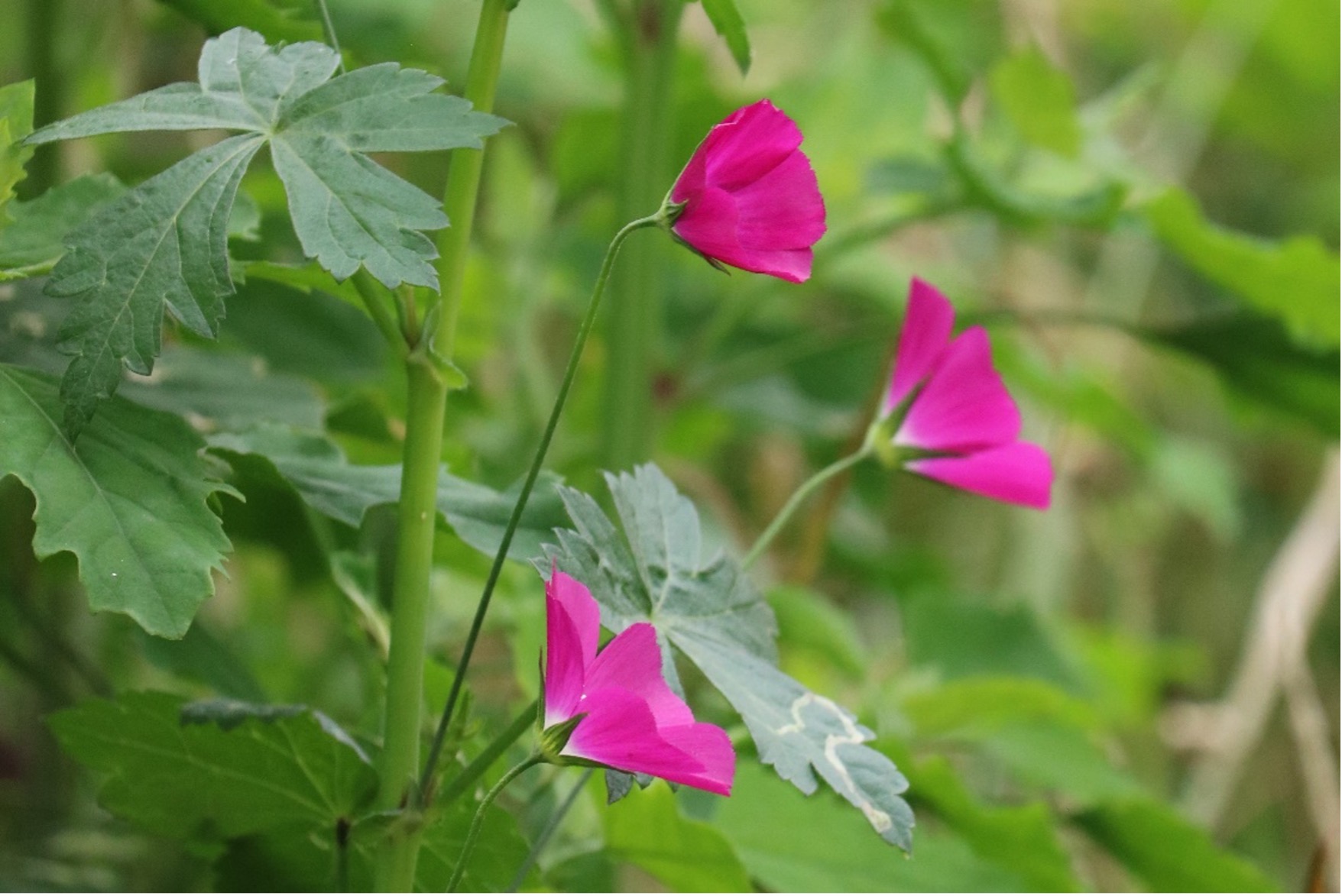 Winecup mallow