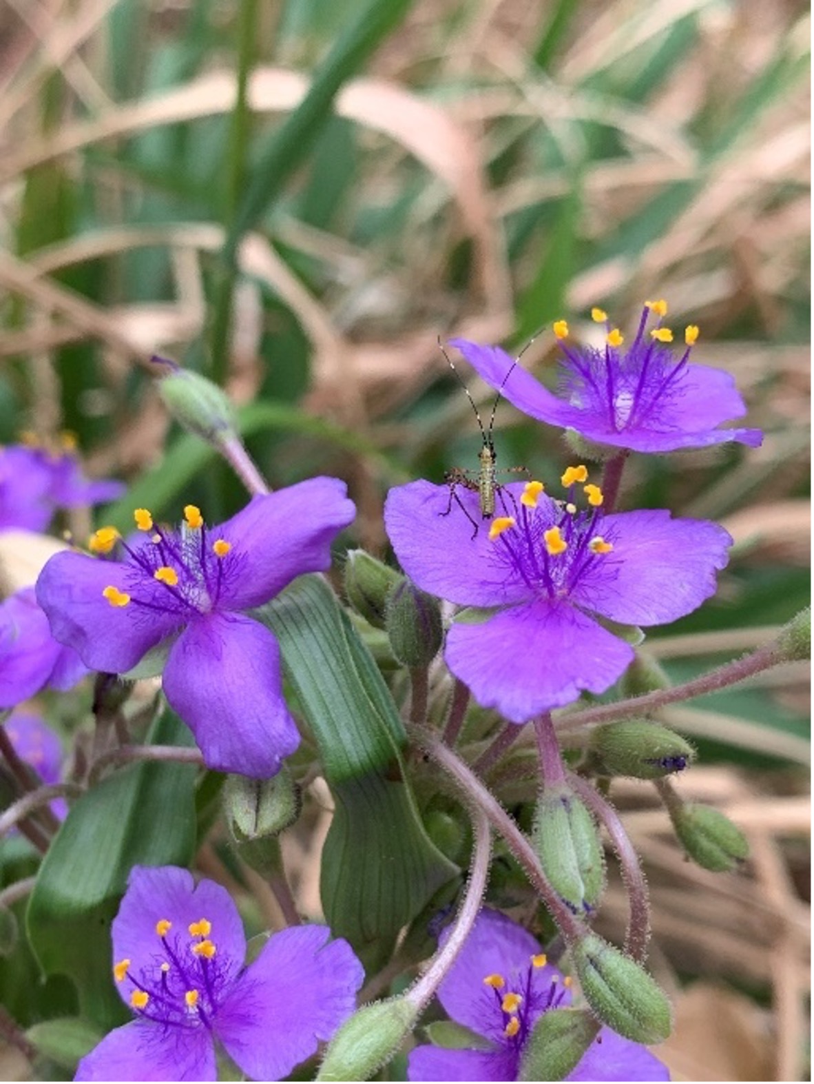 Spiderwort