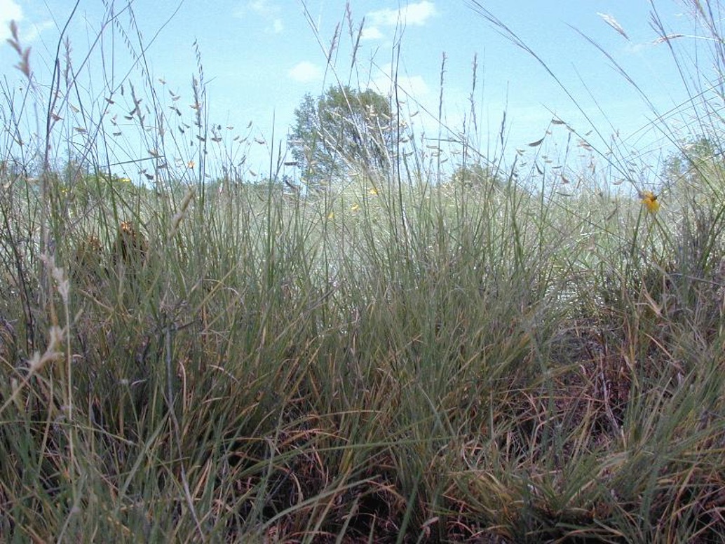 Curly mesquite grass