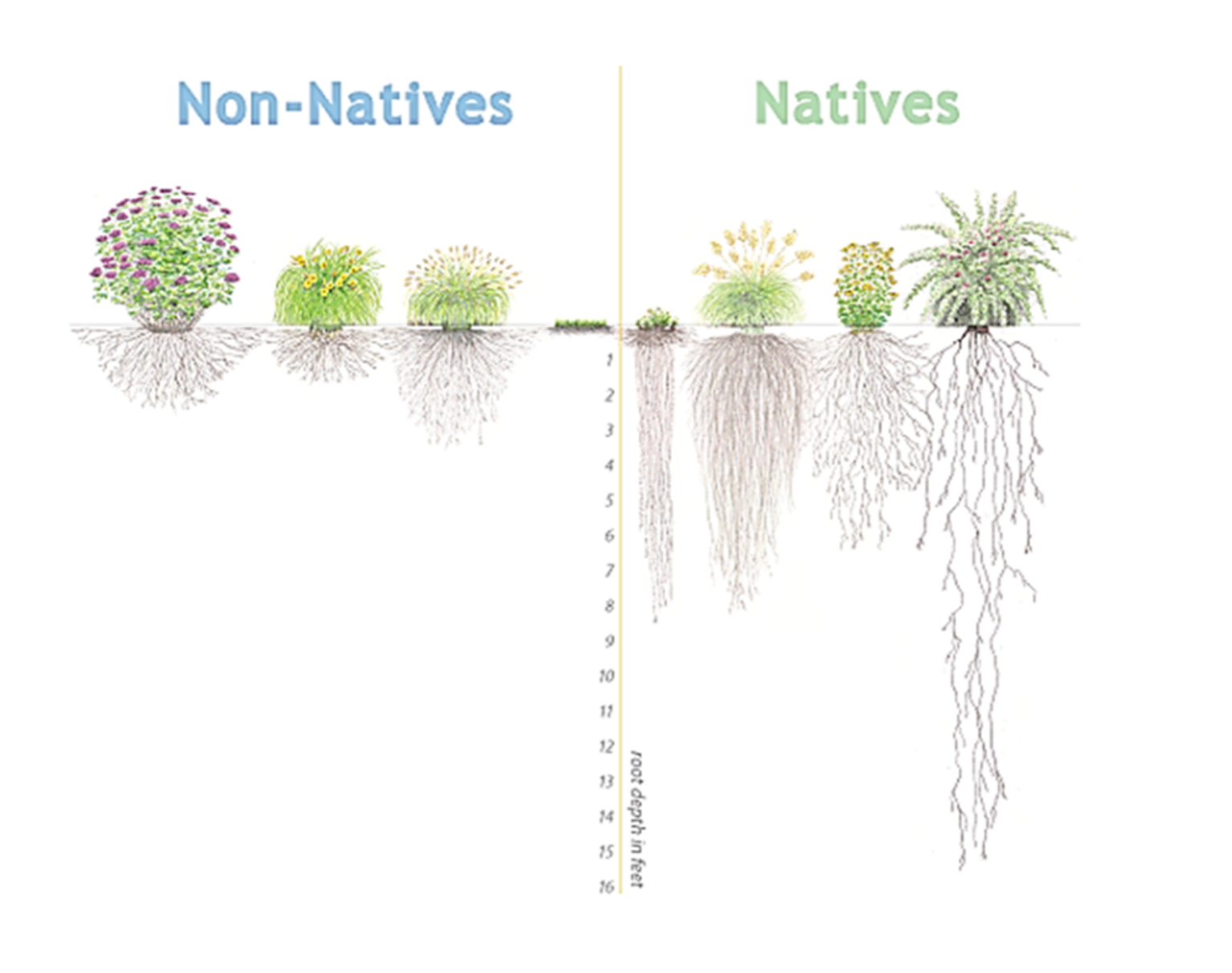 Diagram comparing the roots systems of non-native and native plants.