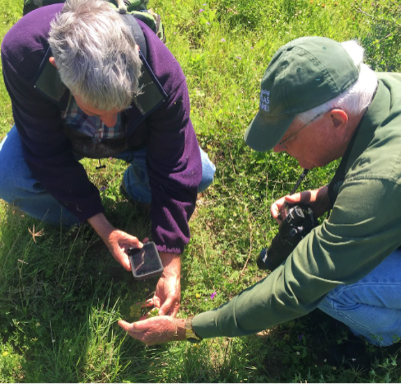 Two men take a photograph of a plant.