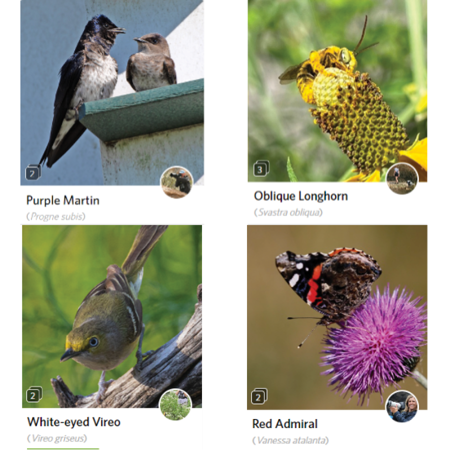 Grid image of multiple nature observations. top row left: purple martin, top right Oblique Longhorn. Bottom row left: White-eyed Vireo, bottom right: Red admiral