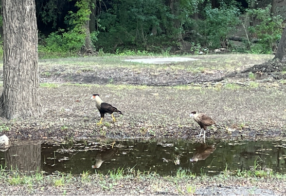Pair of crested caracara birds exploring the woods