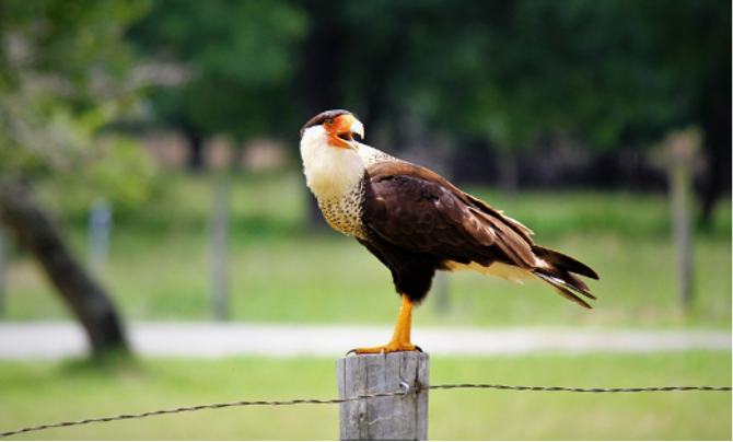 Crested Caracara sits on fence Photo Credit: Peter Joseph, River Warrior volunteer