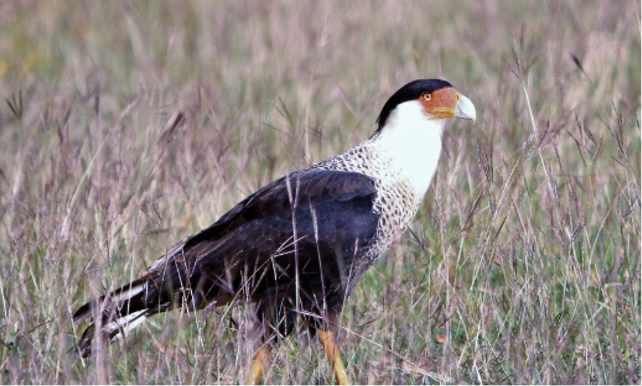 Crested Caracara bird walking through tall grass.