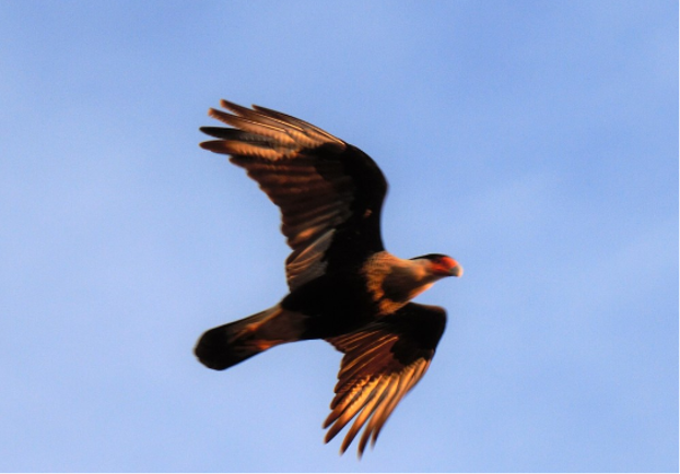 Crested caracara soaring through sky.