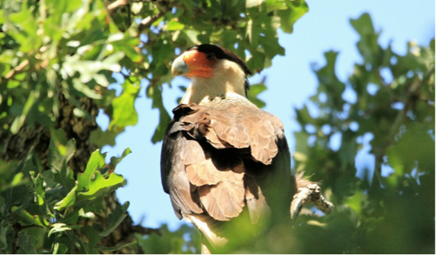 Crested Caracara sits in oak tree.