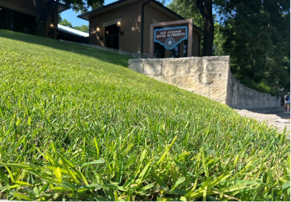 Close up view of grassy lawn