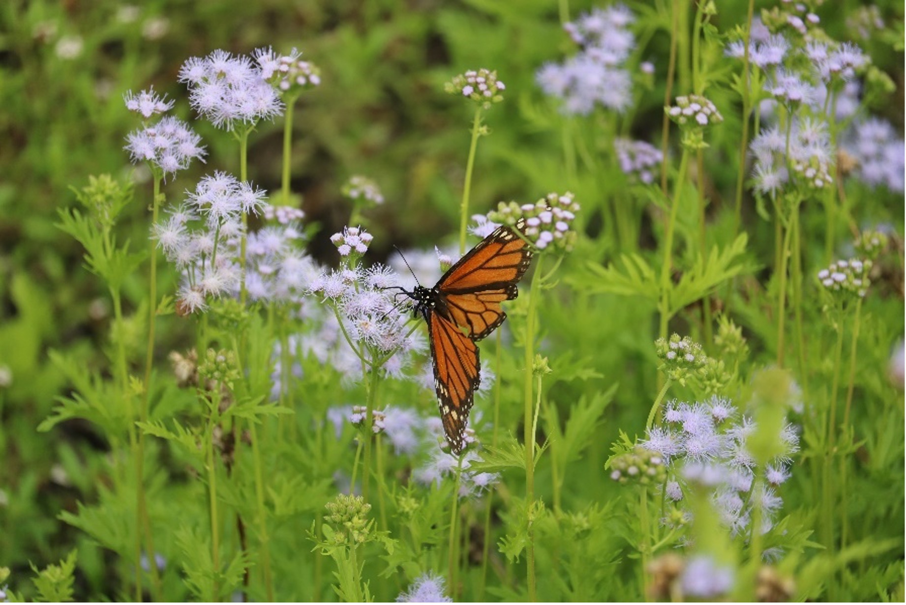 Butterfly perched on wildflower