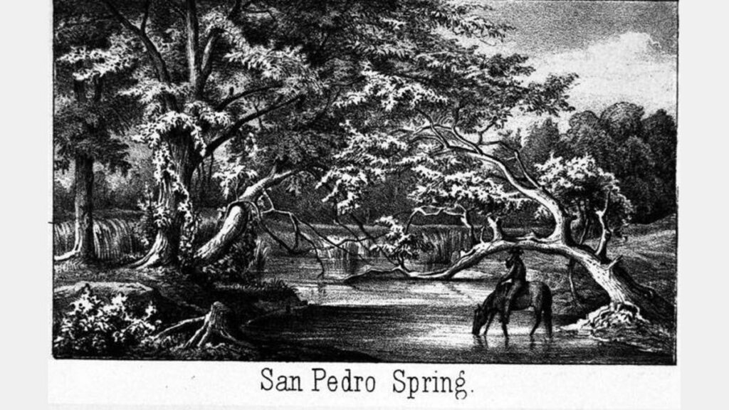san pedro springs drawing