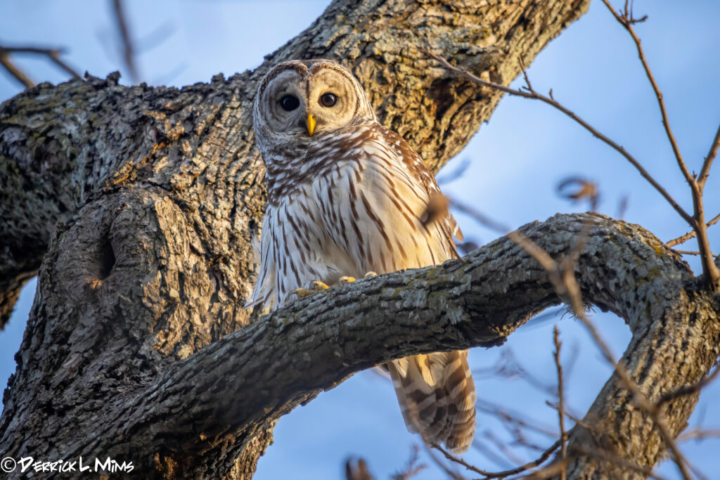 Barred Owl Photo Credit: Derrick Mims (CC-BY-NC)