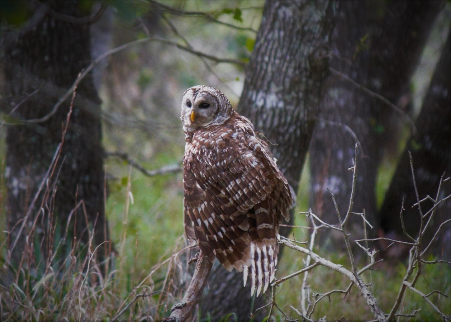 Adult Barrel Owl looking back while perched on an oak tree.